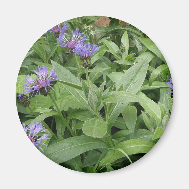 Cornflowers Magnet (Front)