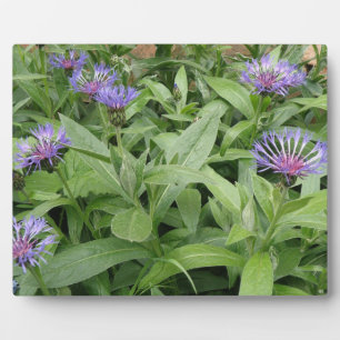 Cornflowers Plaque