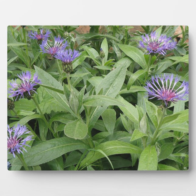 Cornflowers Plaque (Front)