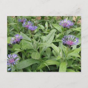 Cornflowers Postcard