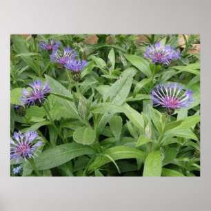 Cornflowers Print