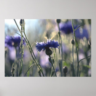 Cornflowers Summer Evening Meadow Poster