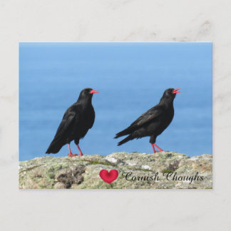 Cornish Choughs (Palores) Pyrrhocorax pyrrhocorax Holiday Postcard