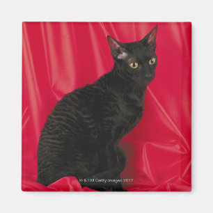 Cornish rex cat magnet