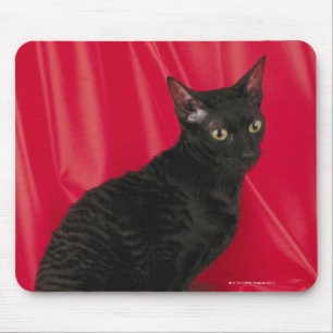 Cornish rex cat mouse pad