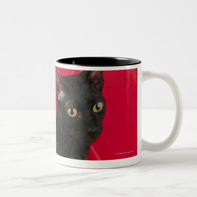 Cornish rex cat Two-Tone coffee mug (Right)