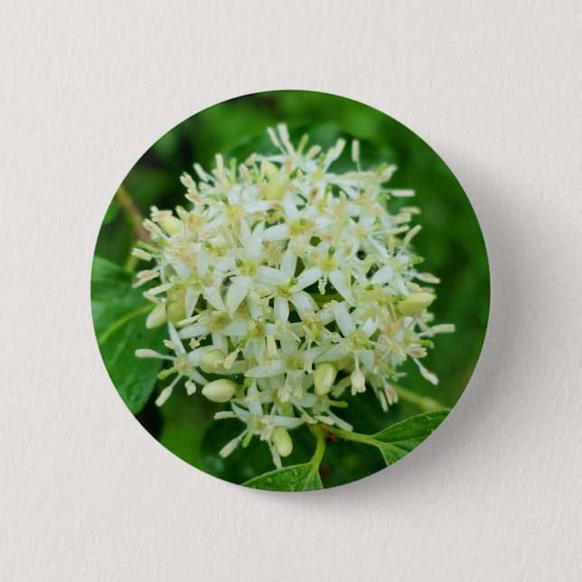 Cornus sanguinea Badge (Front)