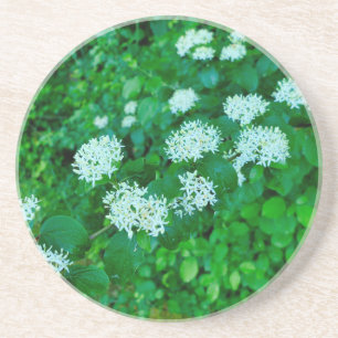 Cornus sanguinea coaster