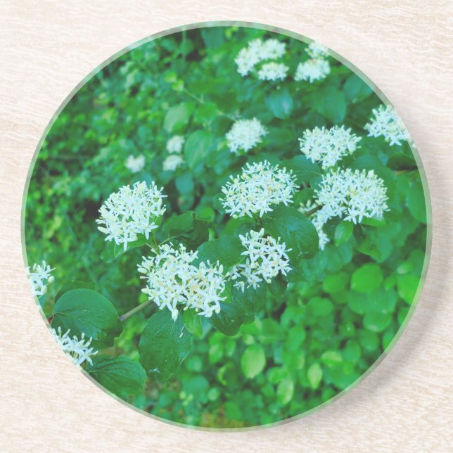 Cornus sanguinea  coaster (Front)