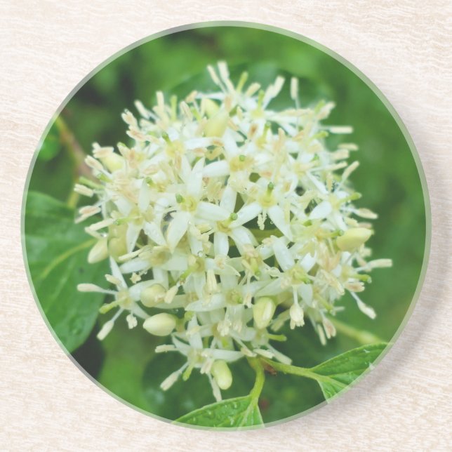 Cornus sanguinea  coaster (Front)