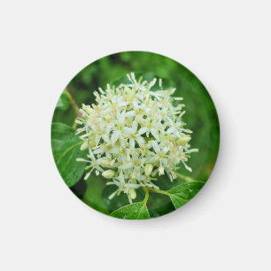 Cornus sanguinea magnet