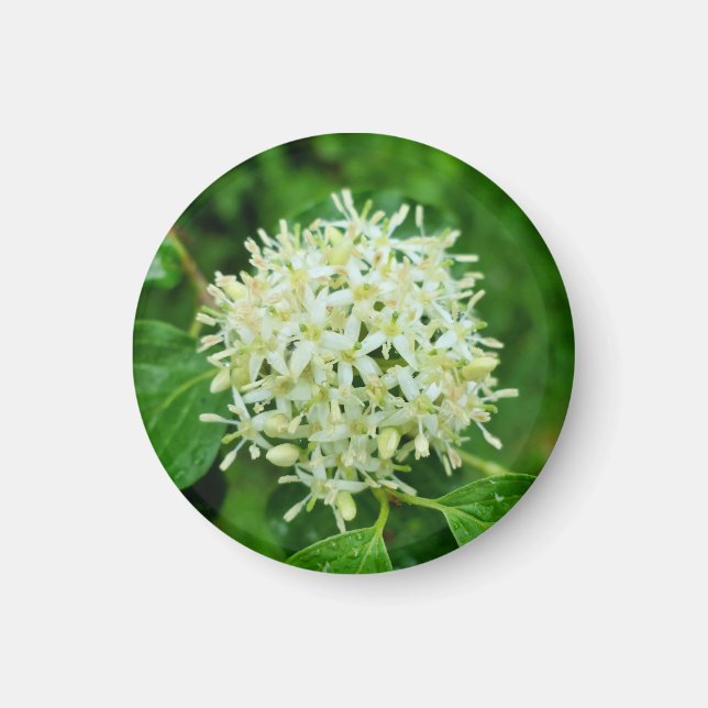 Cornus sanguinea  magnet (Front)