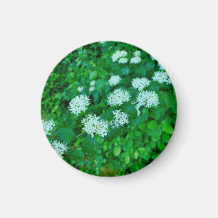Cornus sanguinea  magnet