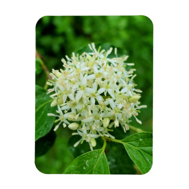 Cornus sanguinea  magnet (Vertical)