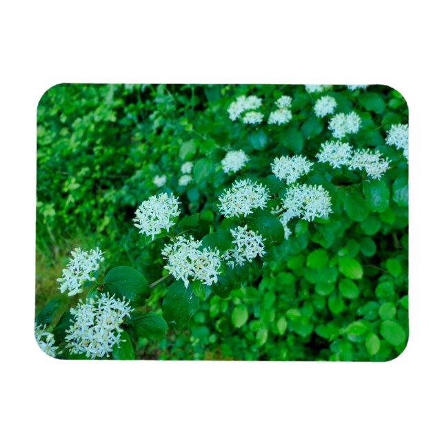 Cornus sanguinea  magnet (Horizontal)