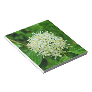 Cornus sanguinea  notepad