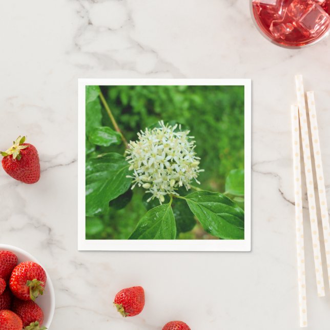Cornus sanguinea Paper Napkins (Insitu)