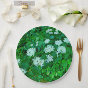 Cornus sanguinea Paper Plate