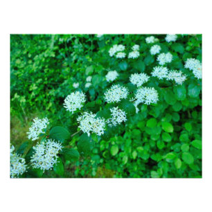 Cornus sanguinea  photo print