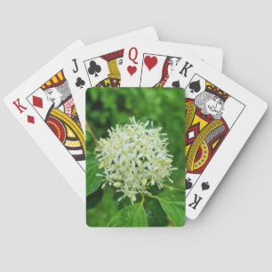 Cornus sanguinea  playing cards