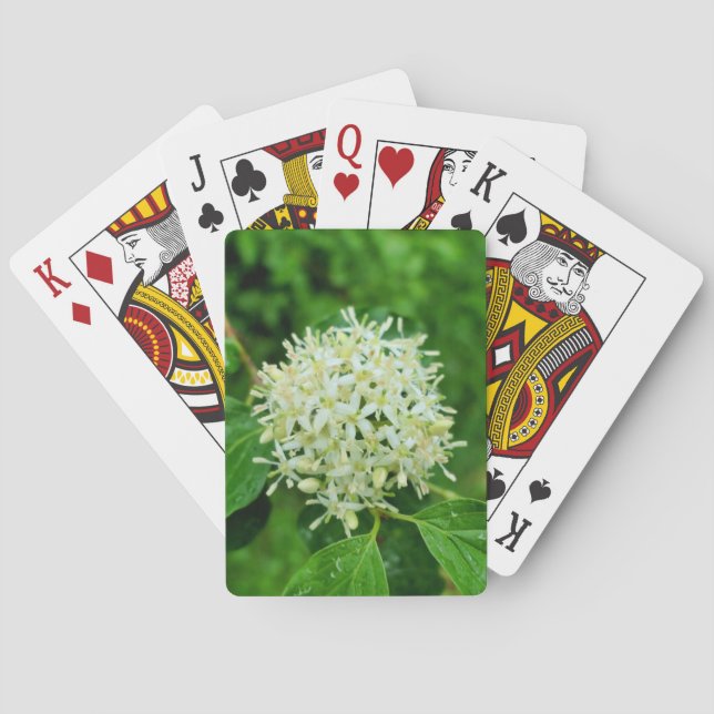 Cornus sanguinea  playing cards (Back)