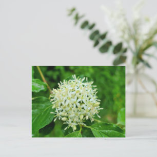Cornus sanguinea postcard
