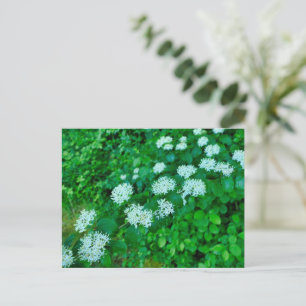 Cornus sanguinea postcard