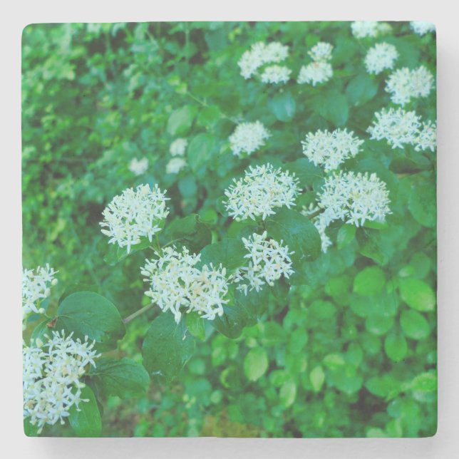 Cornus sanguinea  stone coaster (Front)