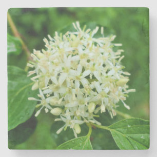 Cornus sanguinea stone coaster