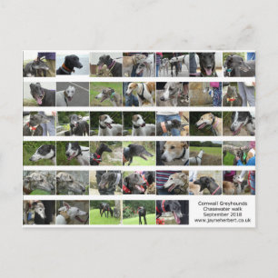 Cornwall Greyhounds - Sept 2018 Postcard