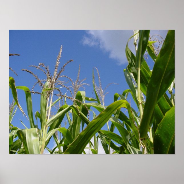 Corny sky poster (Front)
