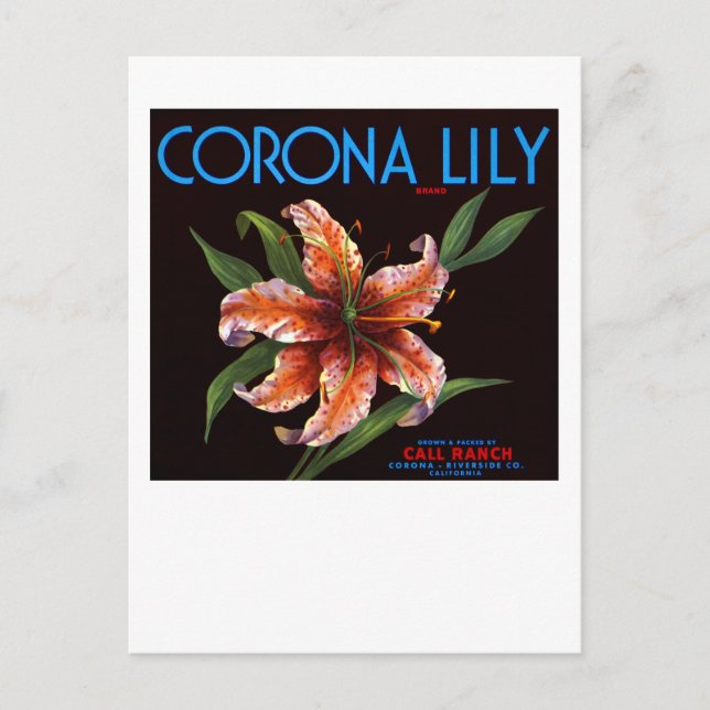 Corona Lily Postcard (Front)