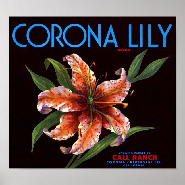 Corona Lily Poster (Front)