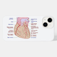 Coronary Arteries Circulation Diagram Human Heart