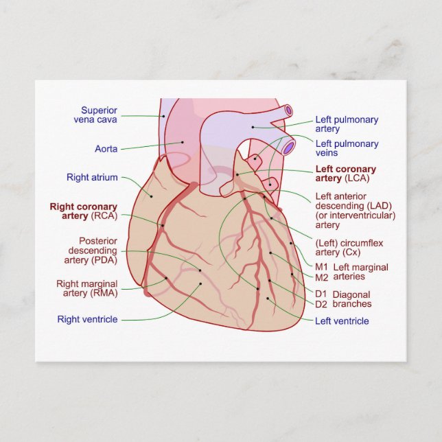 Coronary Arteries Circulation Diagram Human Heart  Postcard (Front)
