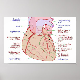 Coronary Arteries Circulation Diagram Human Heart Poster