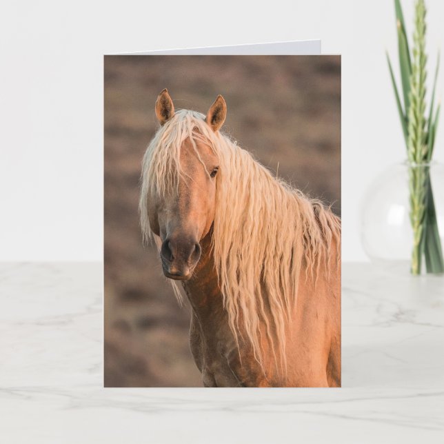 Corona's Dawn Portrait Wild Horse Greeting Card (Front)