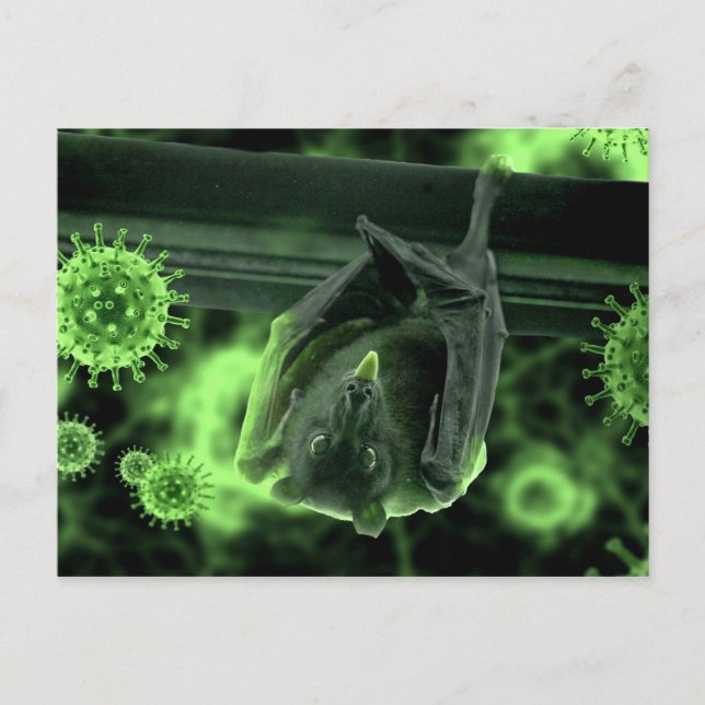 Coronavirus Covid-19 Bat Postcard (Front)