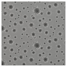 Coronavirus - Grey
