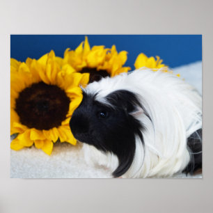 Coronet Guinea Pig Poster