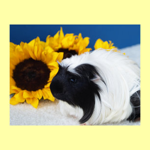Coronet Guinea Pig Poster