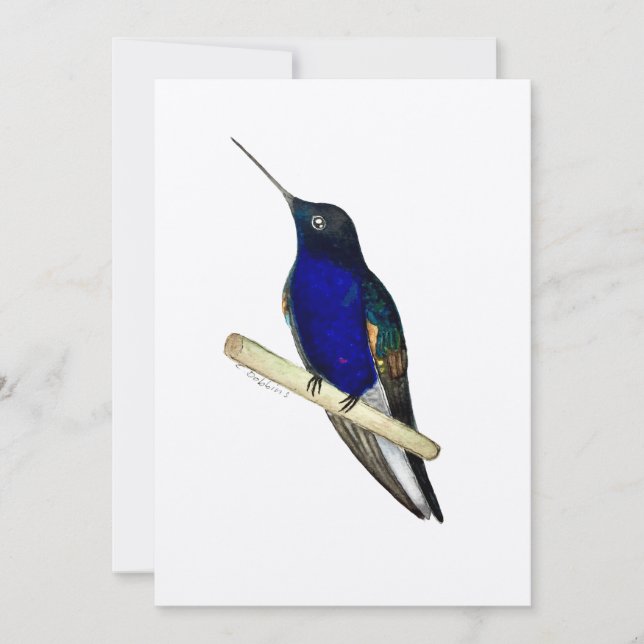 Coronet Hummingbird Card (Front)
