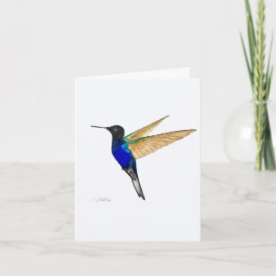 Coronet Hummingbird Greeting Card