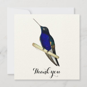 Coronet Hummingbird Thank You Card