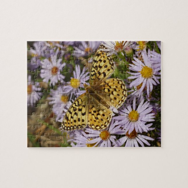 Coronis Fritillary on Aster Flowers at Grand Teton Jigsaw Puzzle (Horizontal)