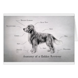 Correct Anatomy of a Golden Retriever [funny]