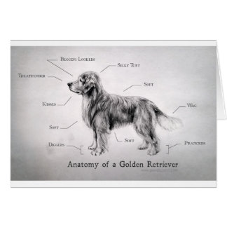 Correct Anatomy of a Golden Retriever [funny]