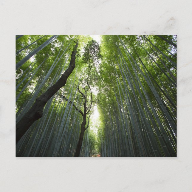 Corridor of bamboo postcard (Front)