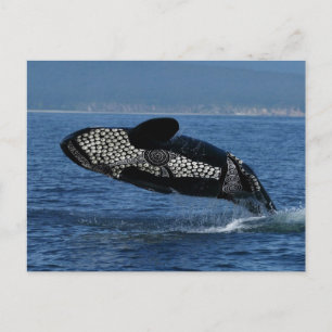 Corroboree Whale Postcard