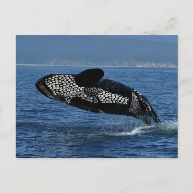 Corroboree Whale Postcard (Front)
